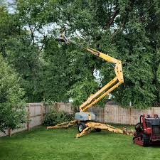 Best Palm Tree Trimming  in Grove, OK