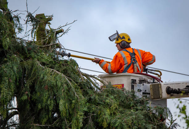  Grove, OK Tree Services Pros